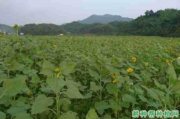 种植向日葵可以使用哪些除草剂呢(向日葵的除草剂)